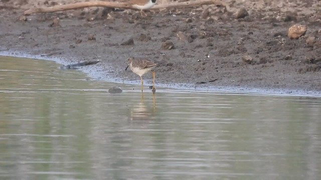 Wood Sandpiper - ML610733617