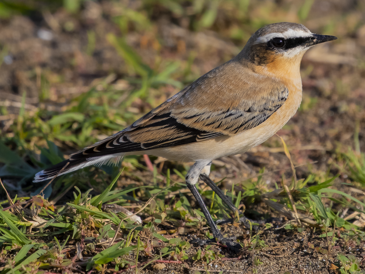 Northern Wheatear - ML610733633