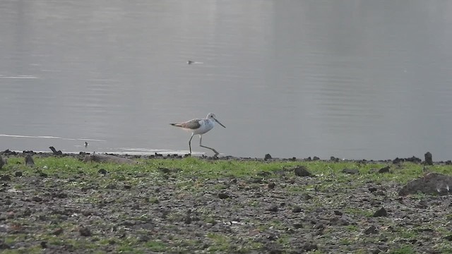 Common Greenshank - ML610733661