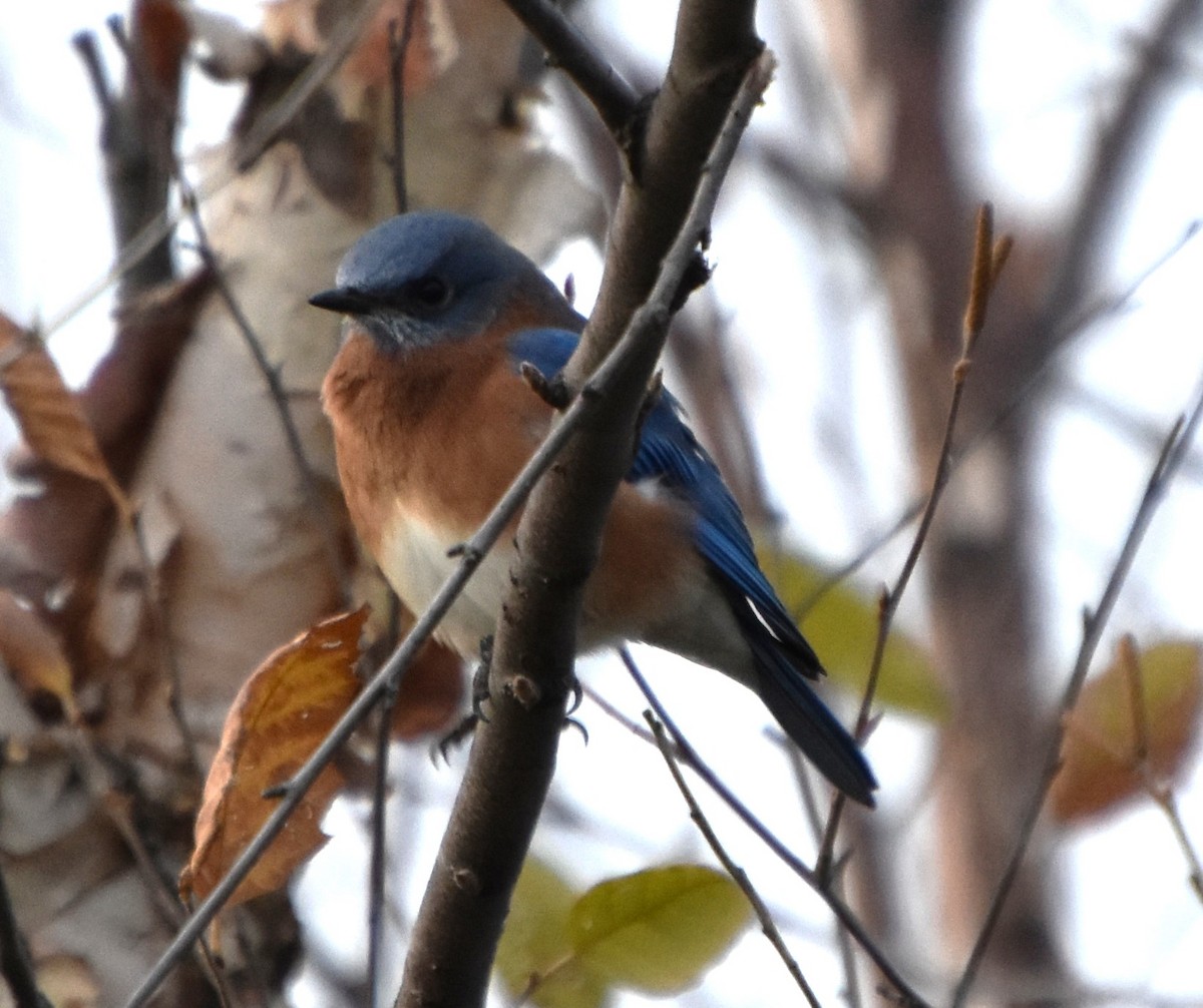 Eastern Bluebird - ML610733696