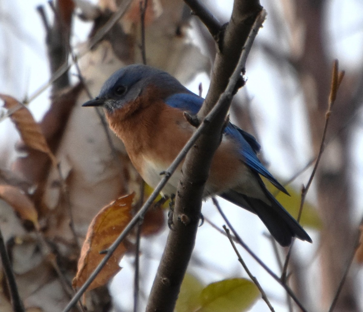 Eastern Bluebird - ML610733724