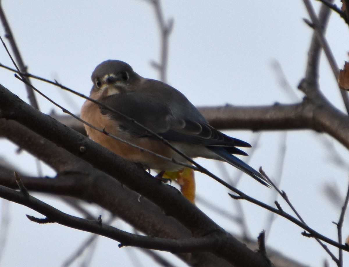 Eastern Bluebird - ML610733726