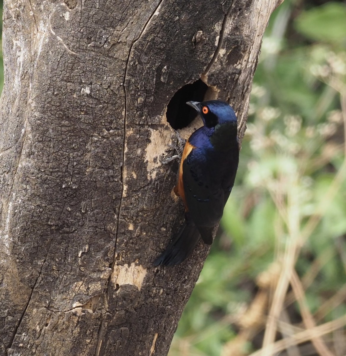 Hildebrandt's Starling - ML610733729