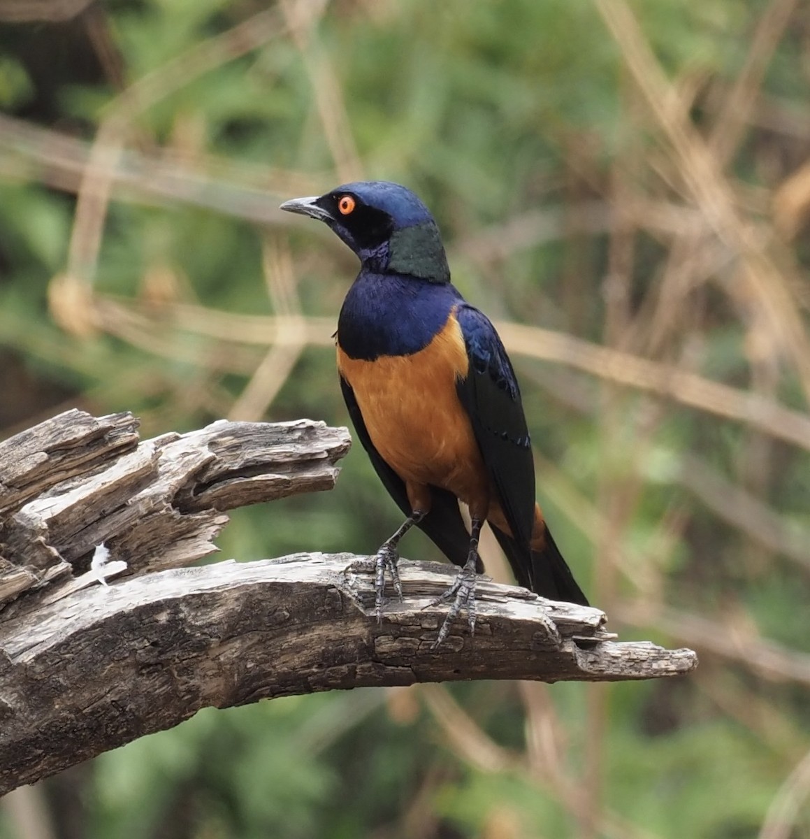 Hildebrandt's Starling - ML610733730