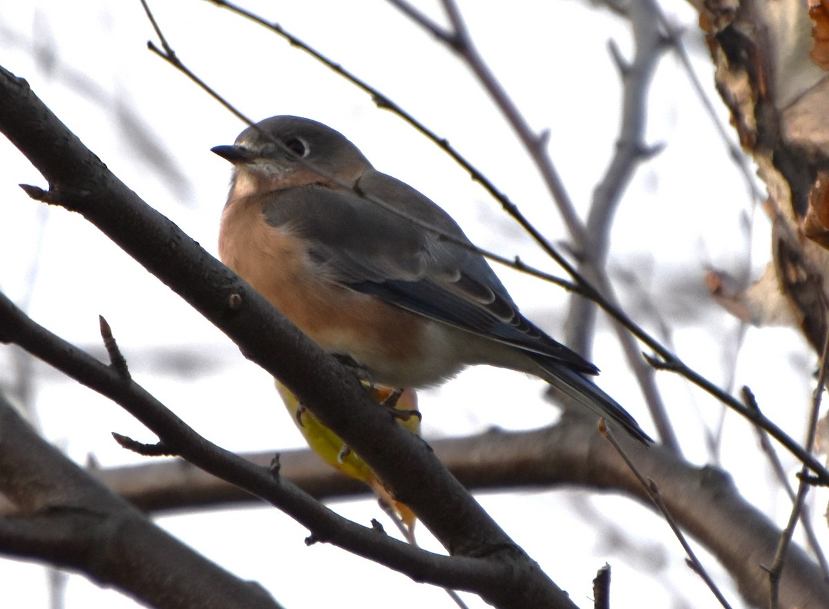 Eastern Bluebird - ML610733732