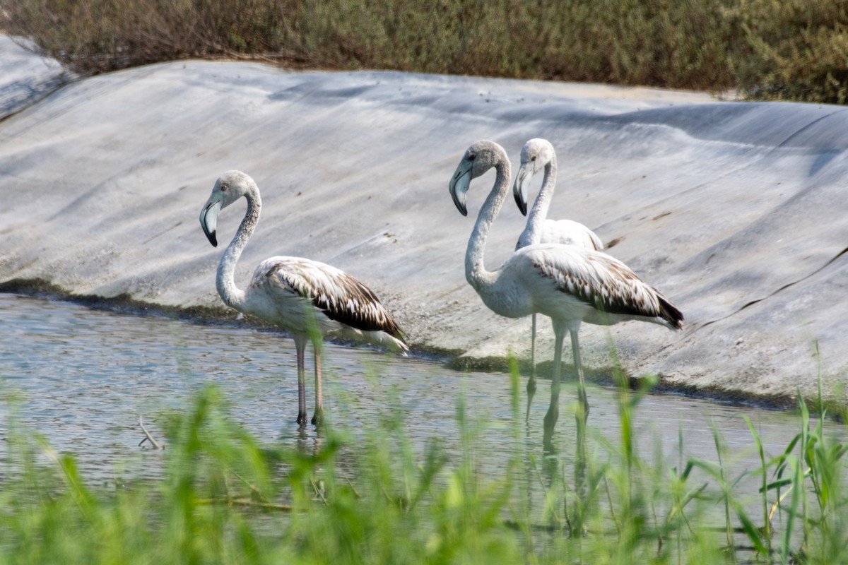 rosenflamingo - ML610733767