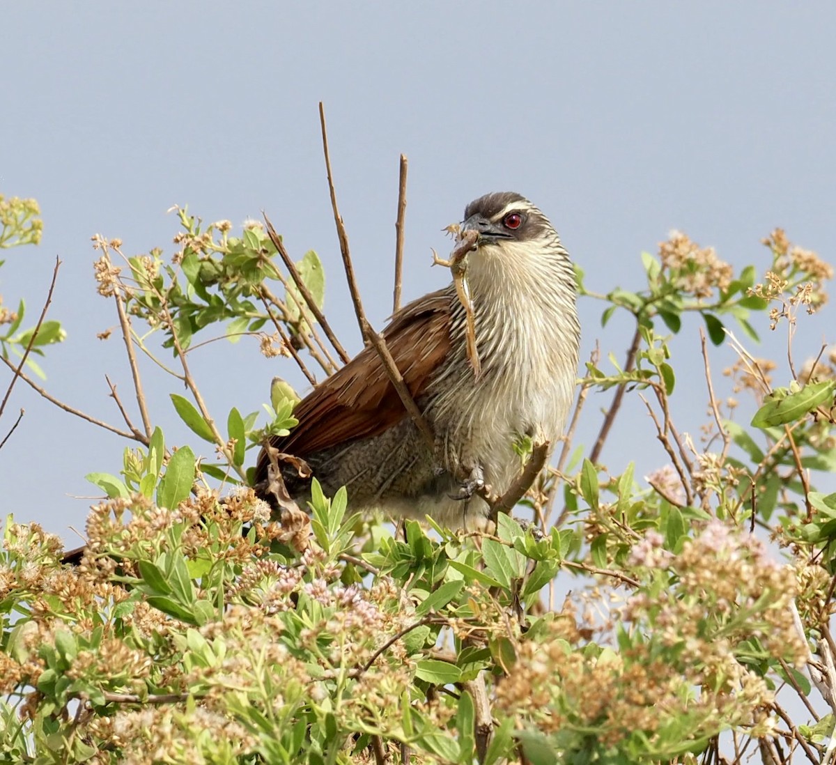 White-browed Coucal - Yve Morrell