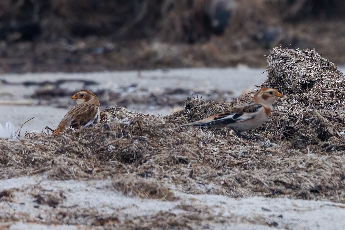 Snow Bunting - ML610733904