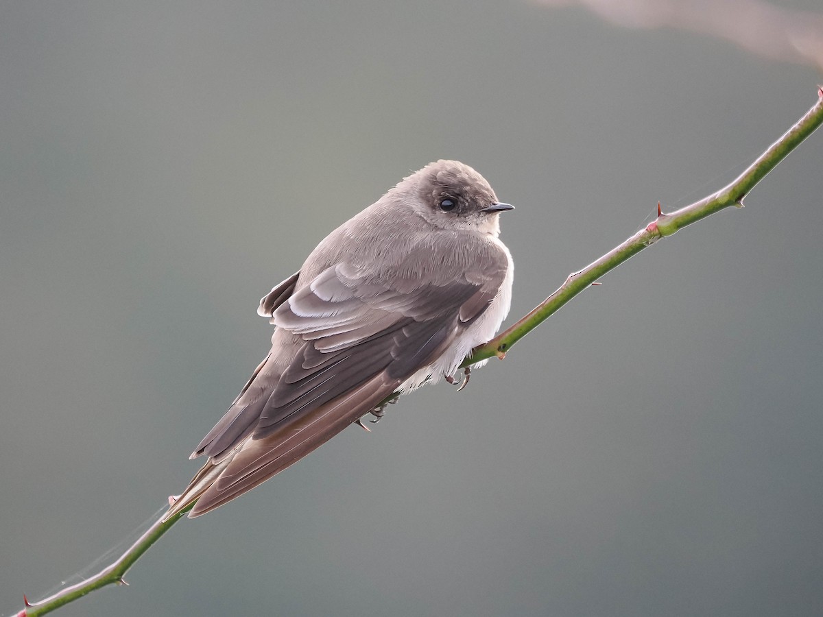 Northern Rough-winged Swallow - ML610733994