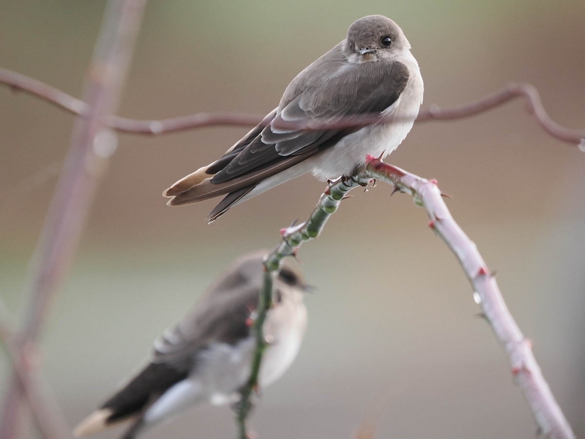 Northern Rough-winged Swallow - ML610733995