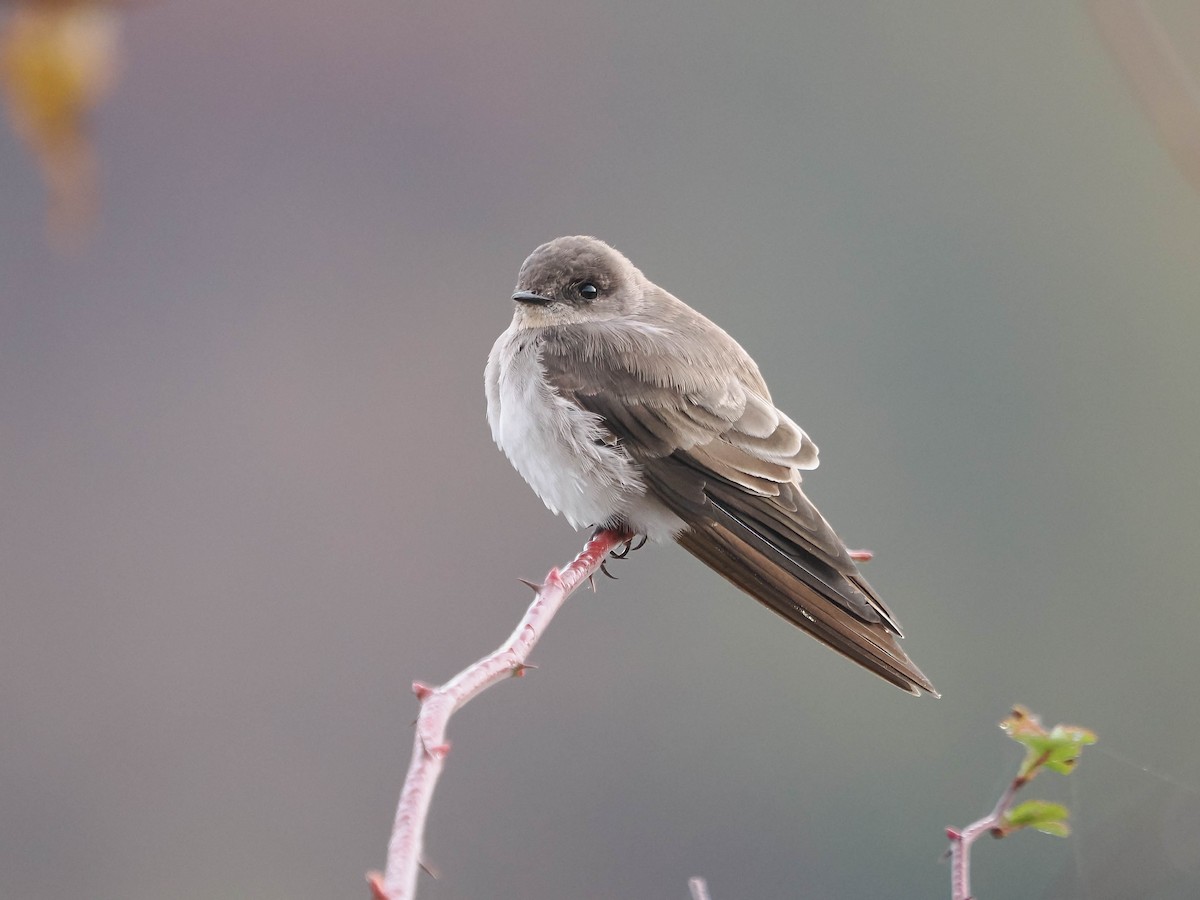 Northern Rough-winged Swallow - ML610733996