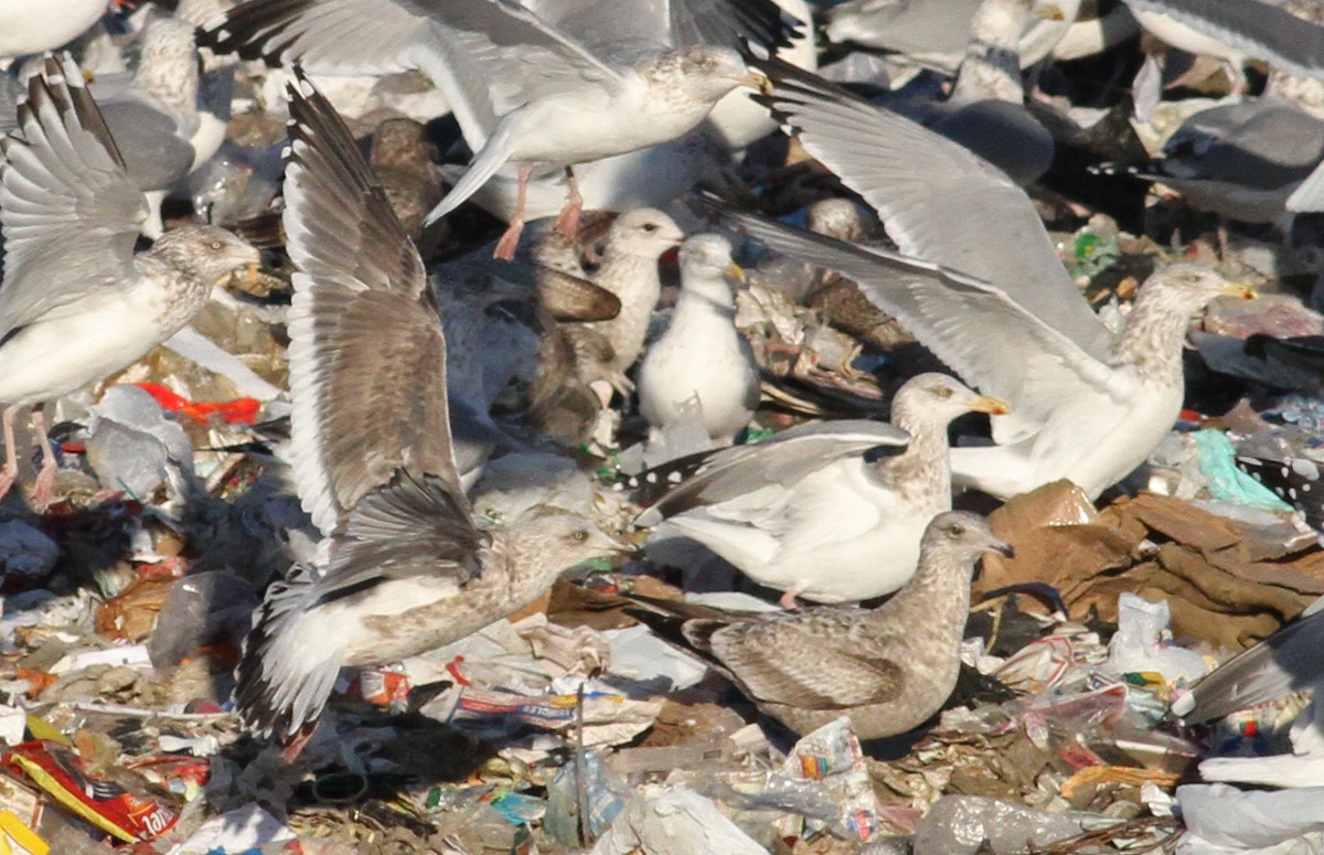 Gaviota de Kamchatka - ML61073401