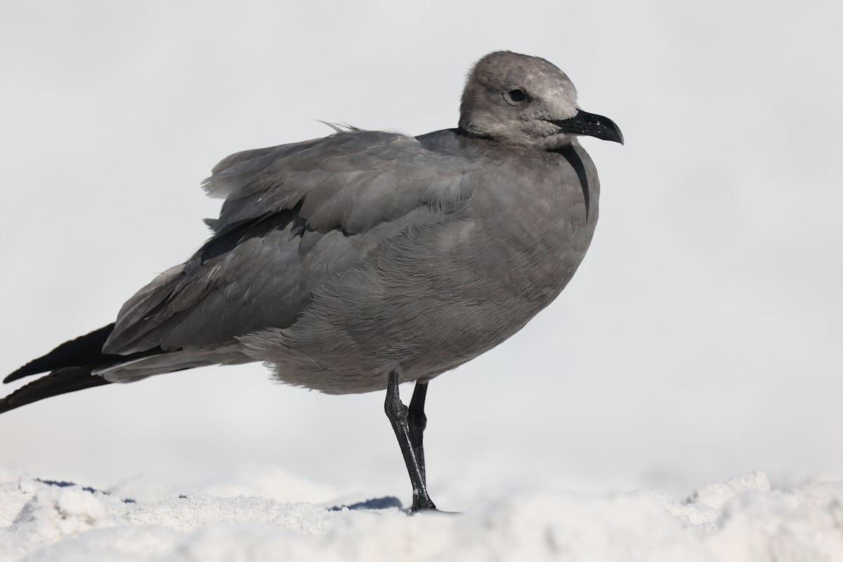 Gray Gull - ML610734010