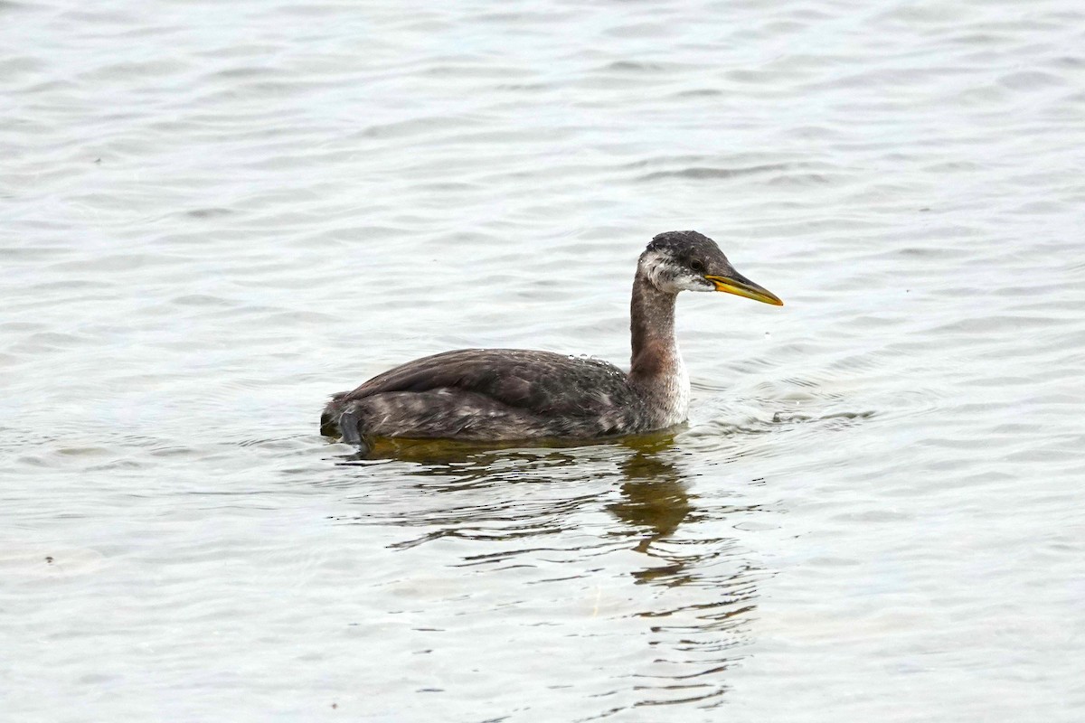 Red-necked Grebe - ML610734022