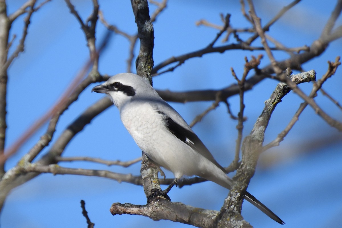 Northern Shrike - ML610734076