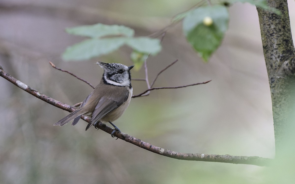 Crested Tit - ML610734186