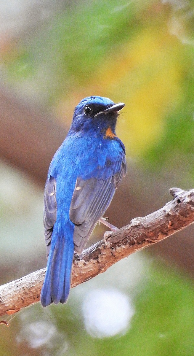 Blue-throated Flycatcher (Blue-throated) - Gani sama