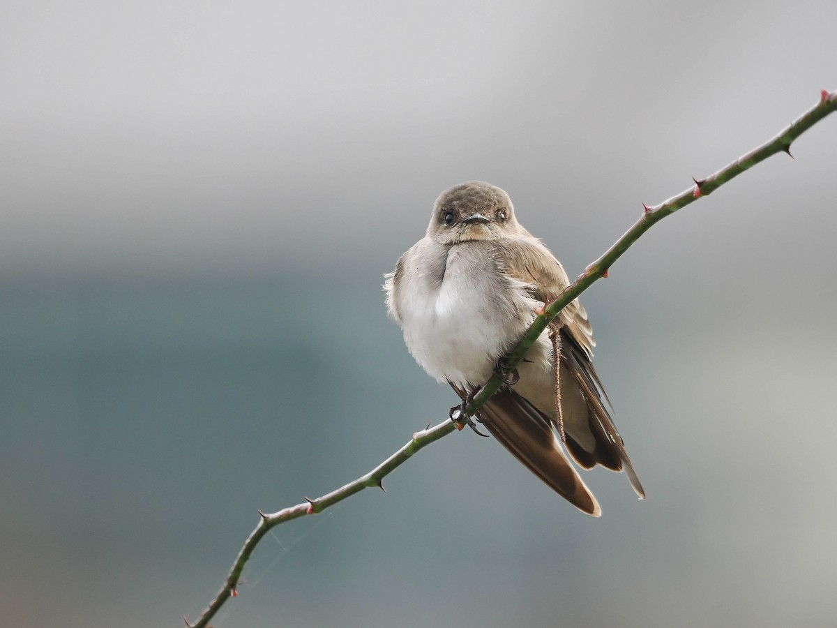 Golondrina Aserrada - ML610734380