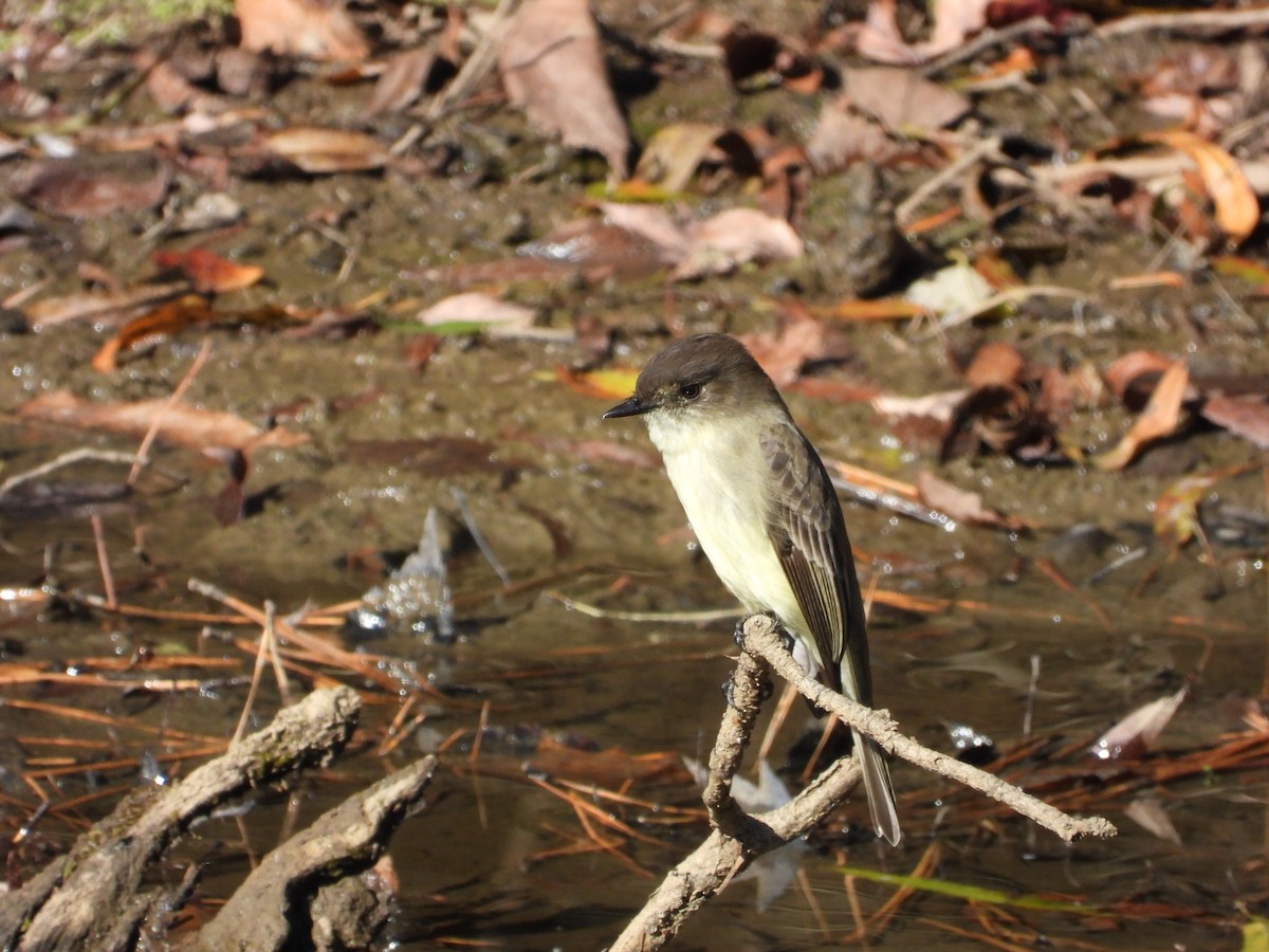 Eastern Phoebe - ML610734453