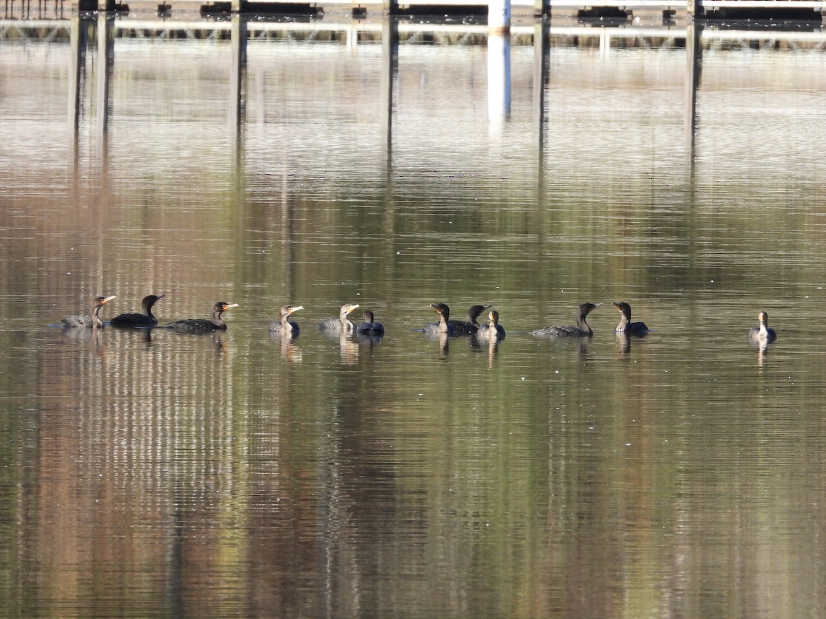 Double-crested Cormorant - ML610734509
