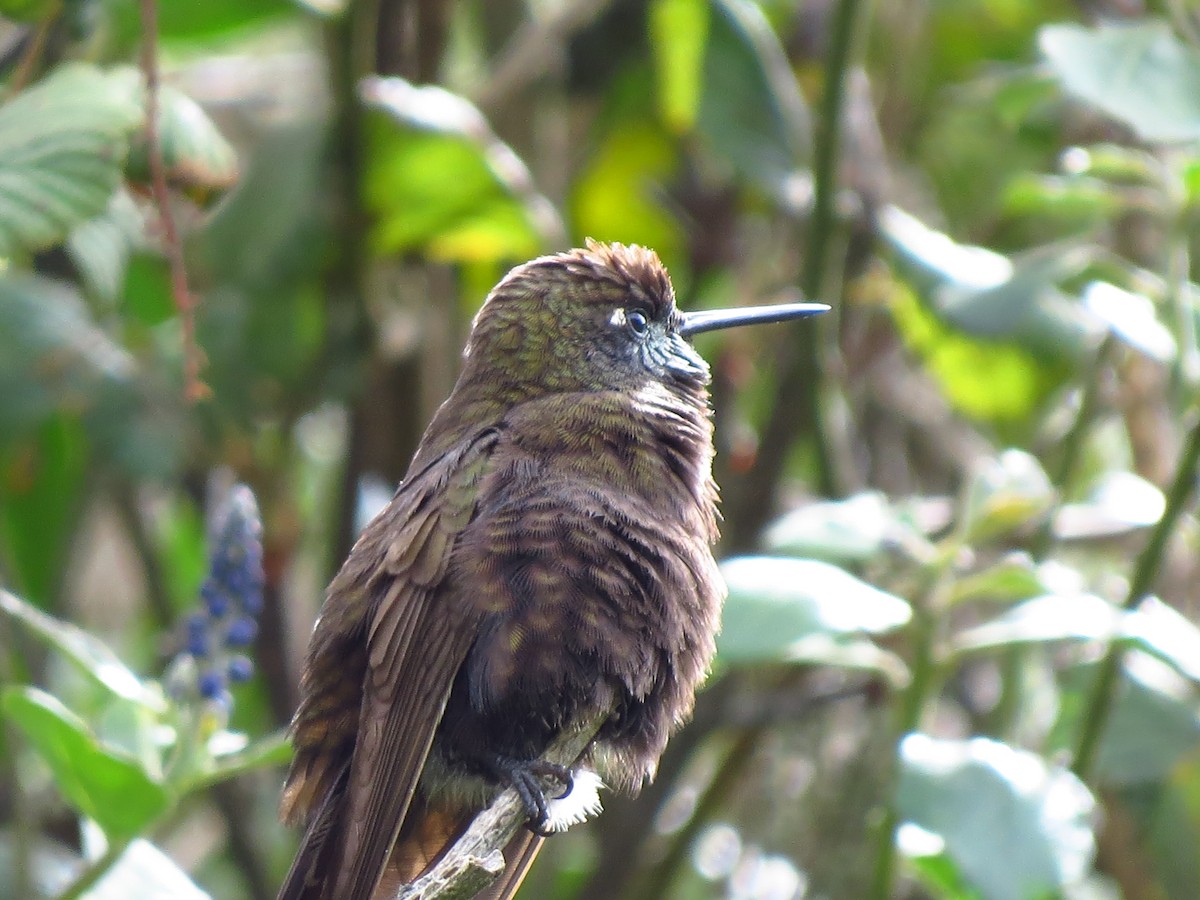 kolibřík mourovatý - ML610734571