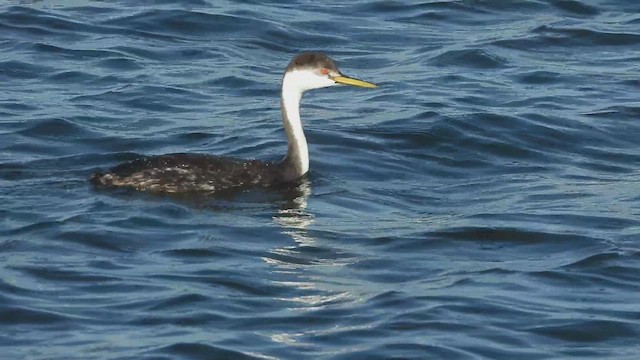 Western Grebe - ML610734632