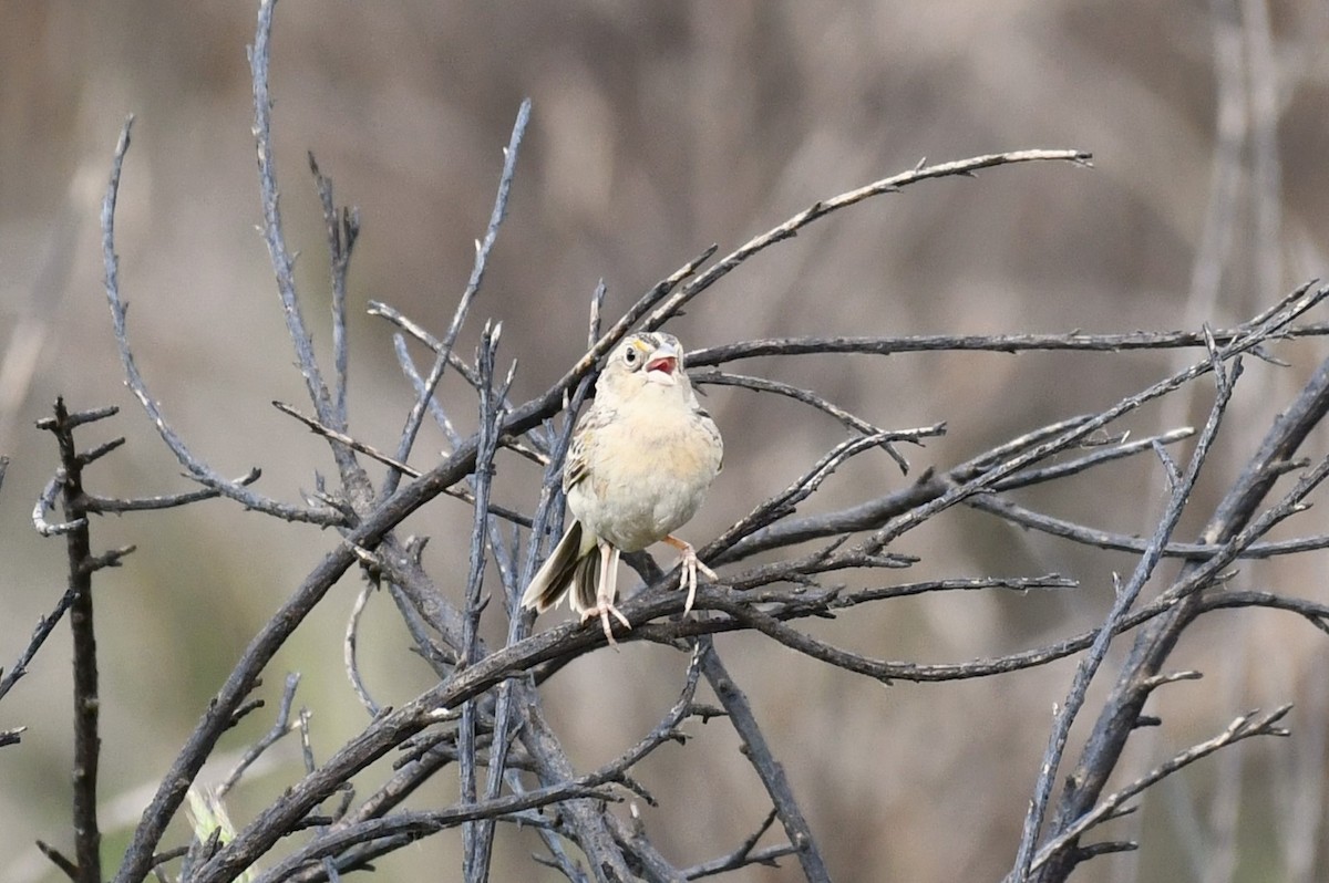 Grasshopper Sparrow - ML610734703