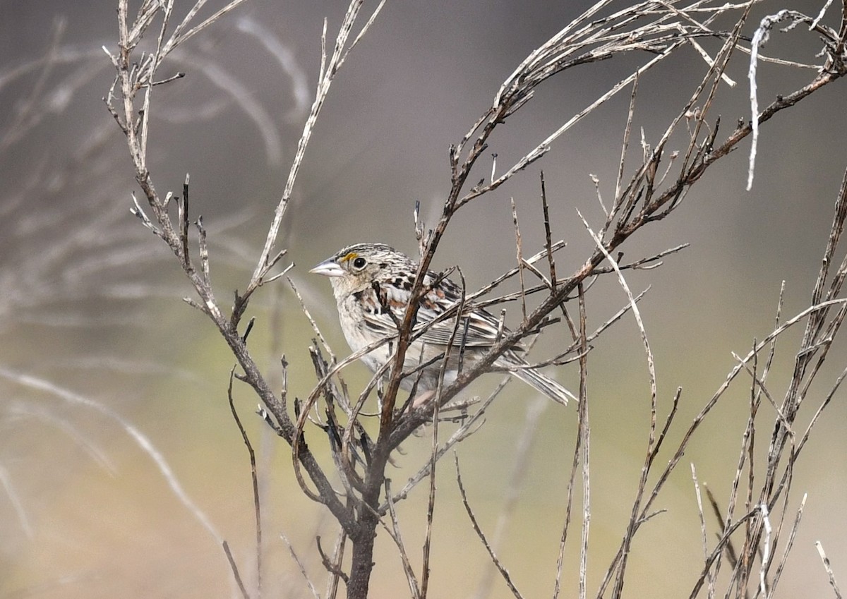 Grasshopper Sparrow - ML610734705