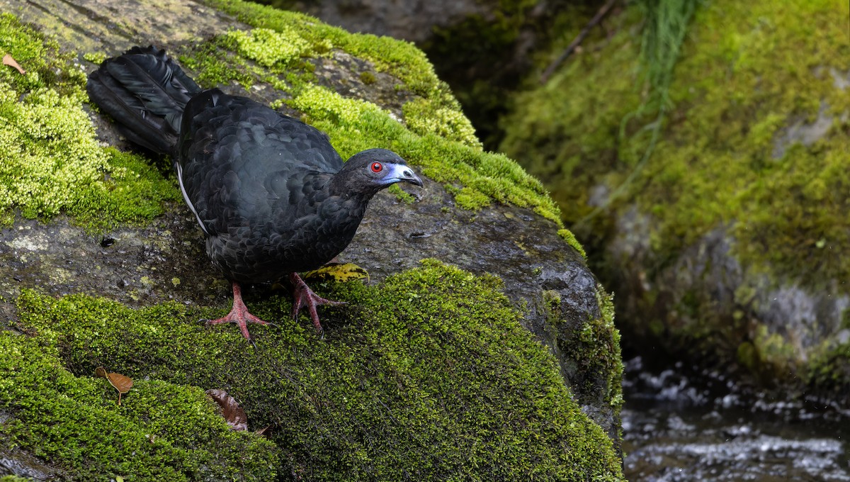 Schwarzguan - ML610734785