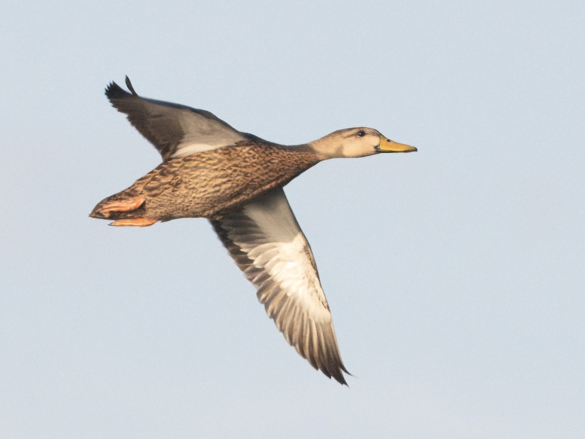 Mottled Duck - ML610734878