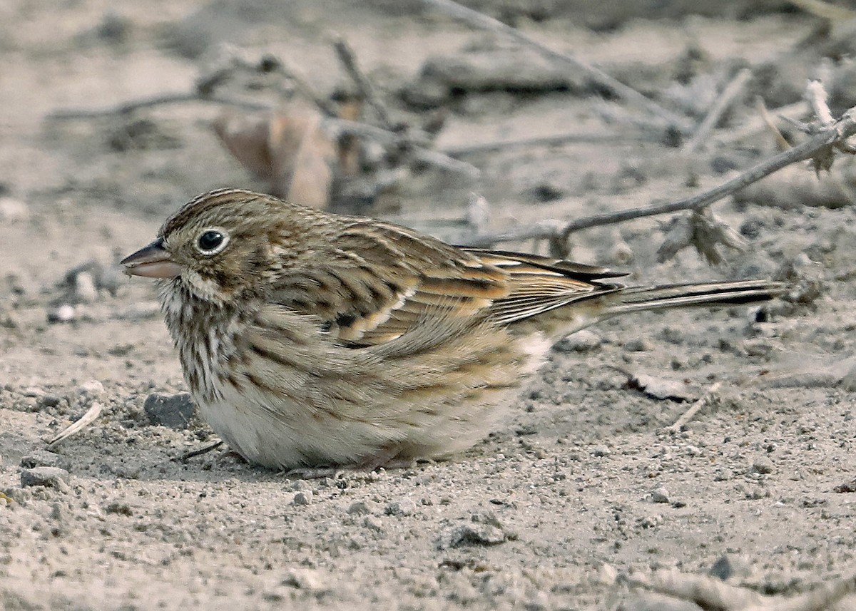 Vesper Sparrow - ML610734918