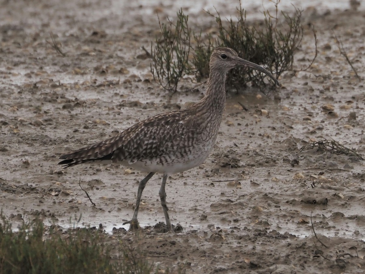 Whimbrel - ML610734944