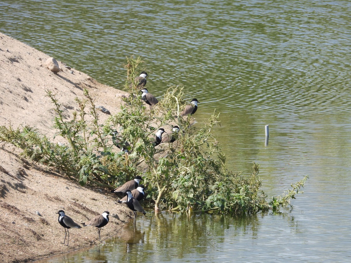 Spur-winged Lapwing - ML610735016