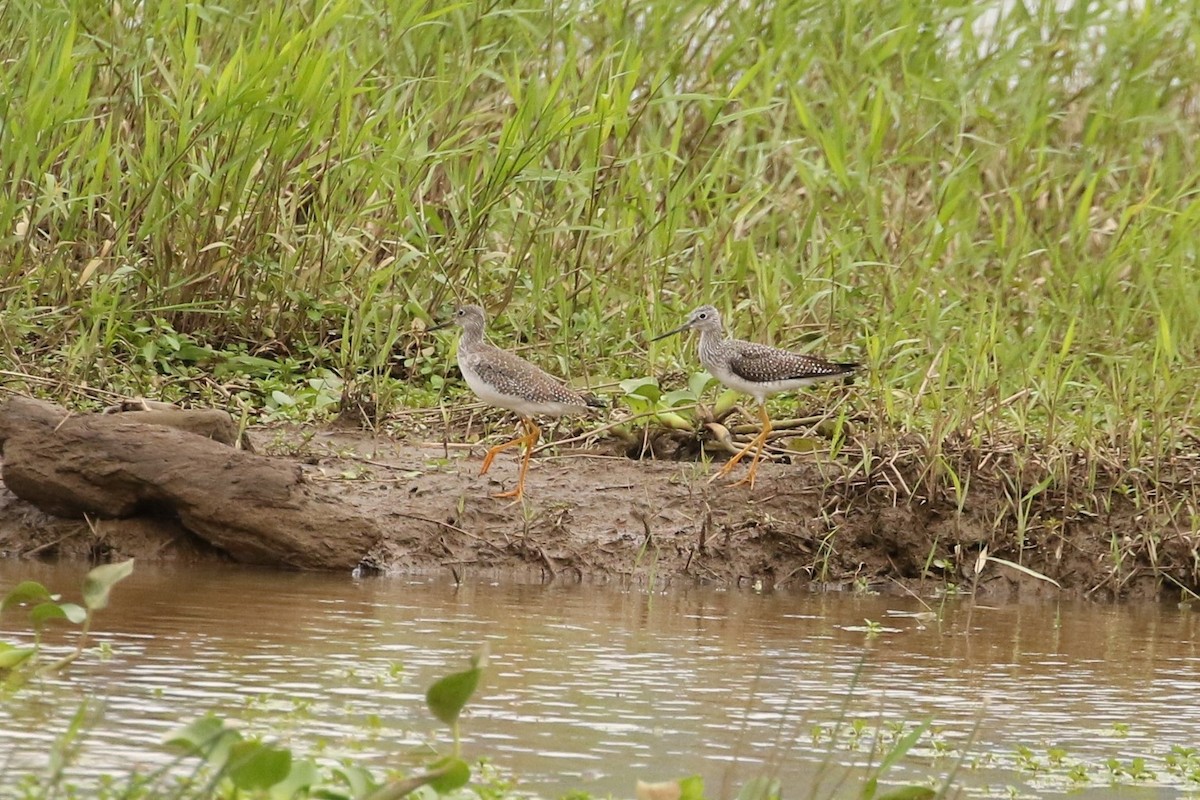 Greater Yellowlegs - ML610735052