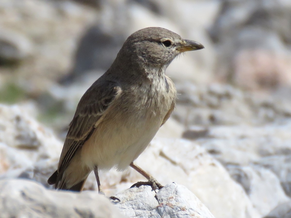 Desert Lark - ML610735101