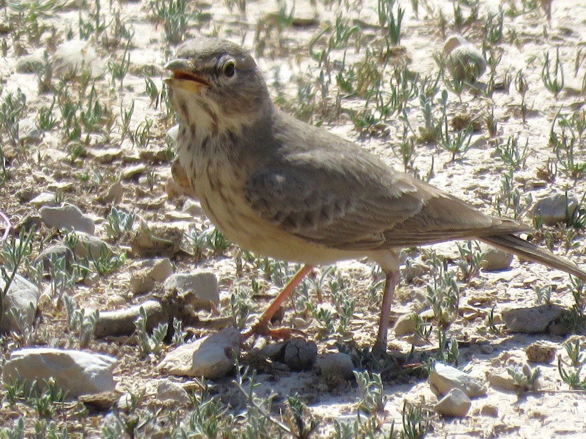 Desert Lark - ML610735104