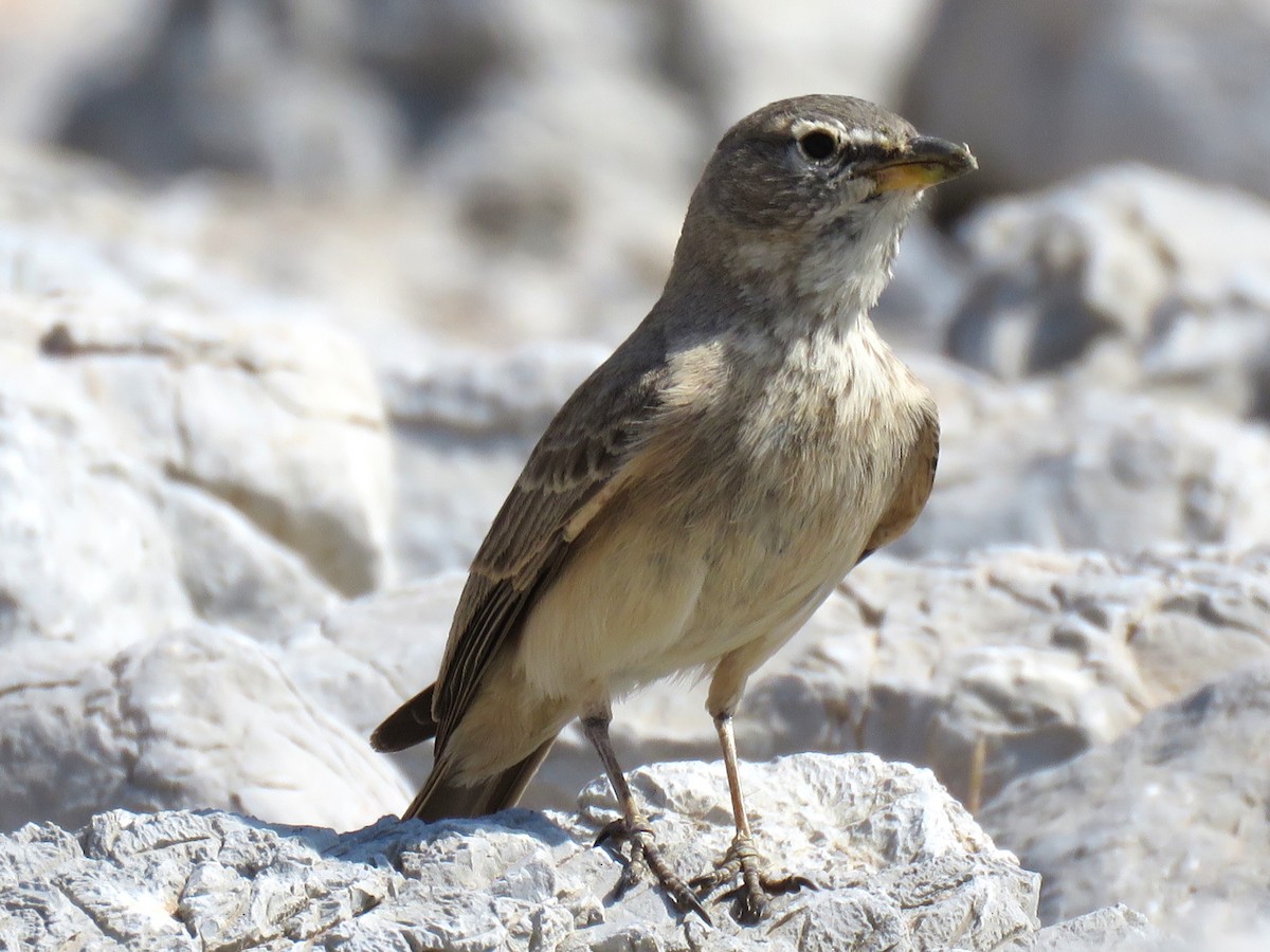 Desert Lark - ML610735105