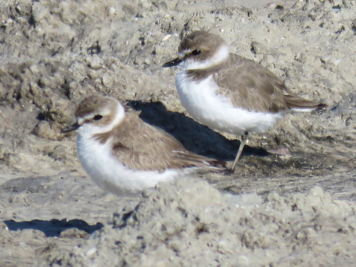 Kentish Plover (Kentish) - ML610735167