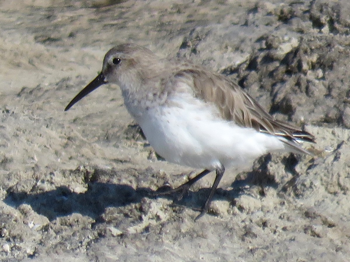 Dunlin - Stephen Taylor