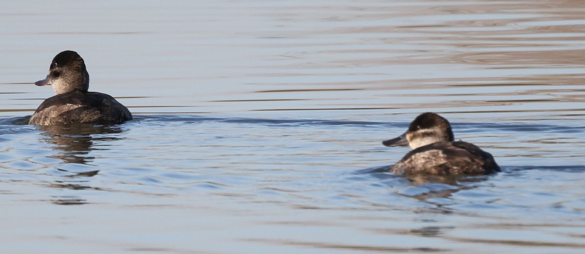 Ruddy Duck - ML610735179