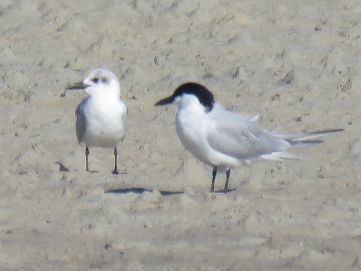 Gull-billed Tern - ML610735205