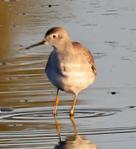 Lesser/Greater Yellowlegs - George Nothhelfer