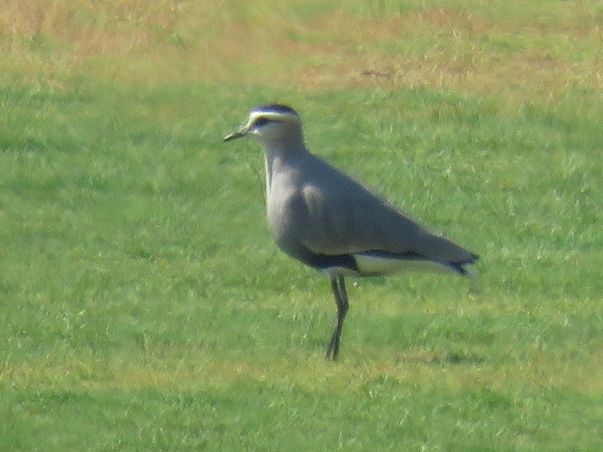 Sociable Lapwing - ML610735279