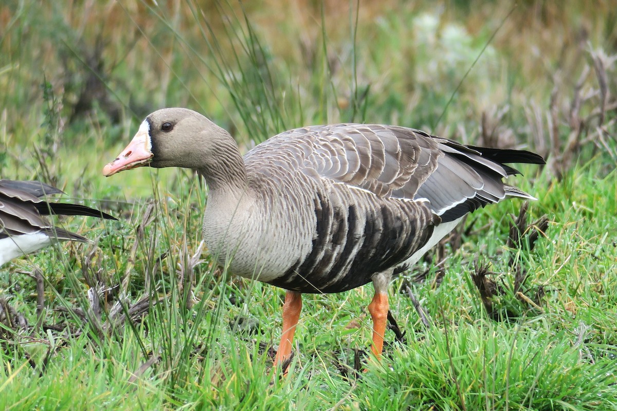 Greater White-fronted Goose - ML610735383