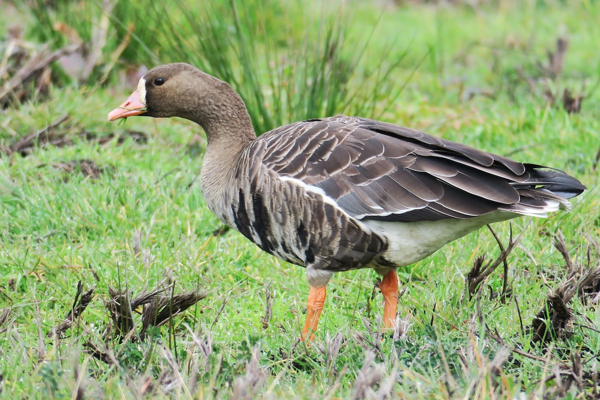 Greater White-fronted Goose - ML610735408