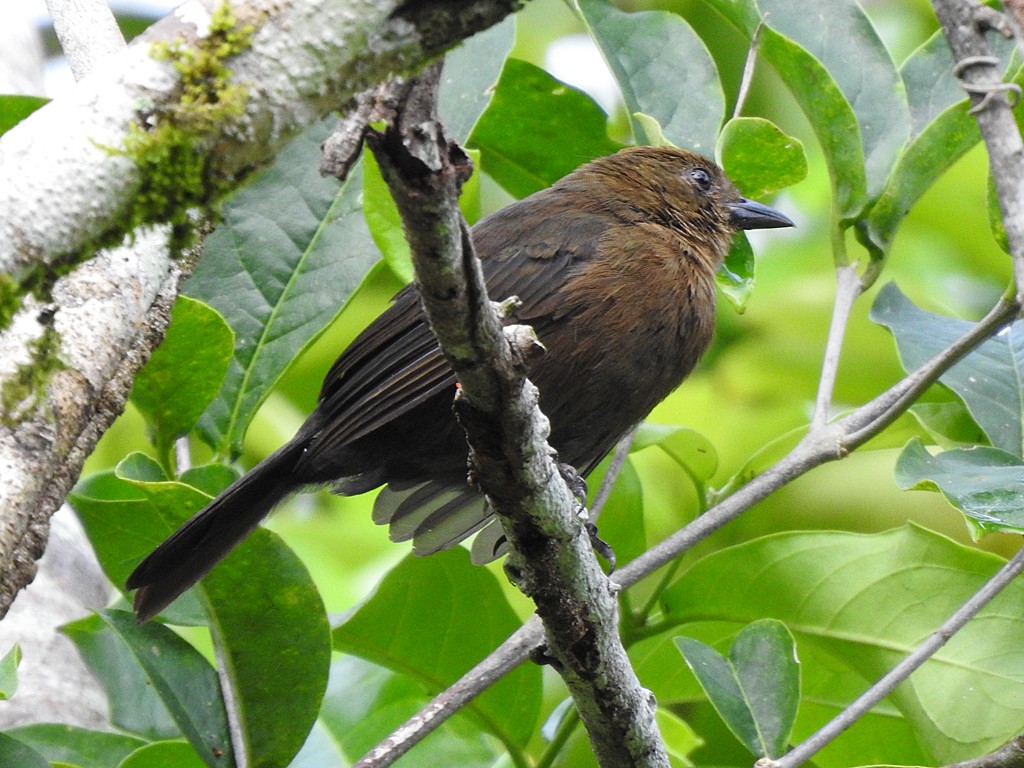 Tawny-crested Tanager - ML610735445