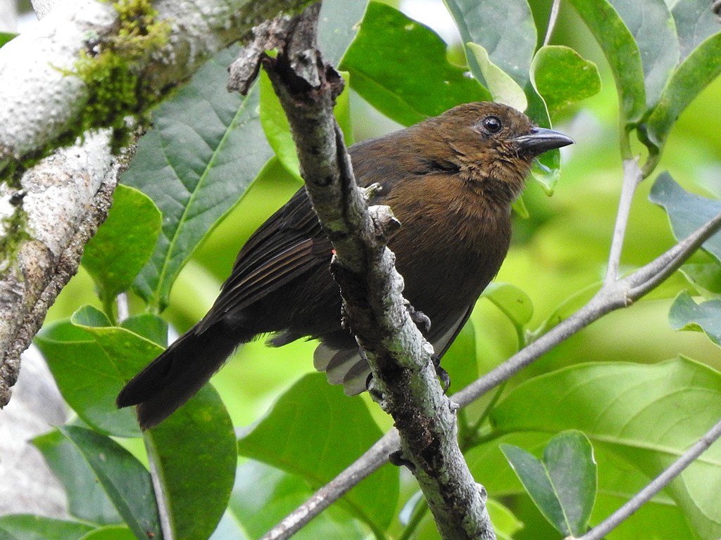 Tawny-crested Tanager - ML610735446