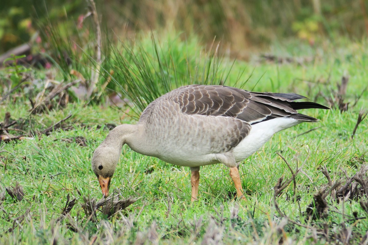 Greater White-fronted Goose - ML610735449