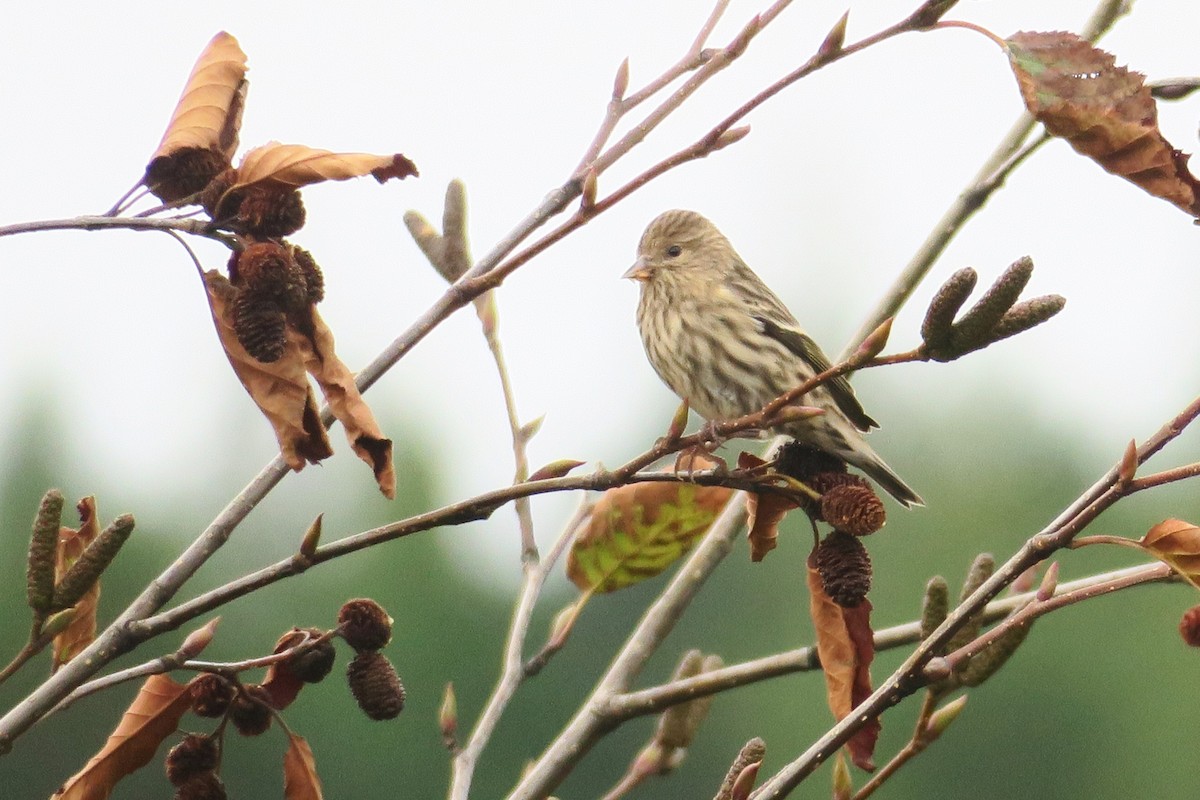 Pine Siskin - ML610735504