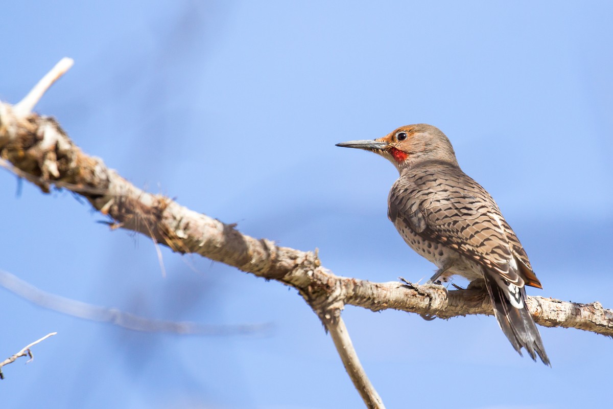 Northern Flicker - ML610735556